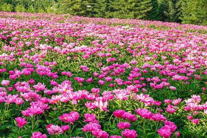 新显示美盈国旅连续三年稳居榜首。J9国际集团云南旅行社哪家强？最(图3)